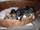 Pit-Bull-Terrier/Bullterrier-Mischlingswelpen zu verkaufen